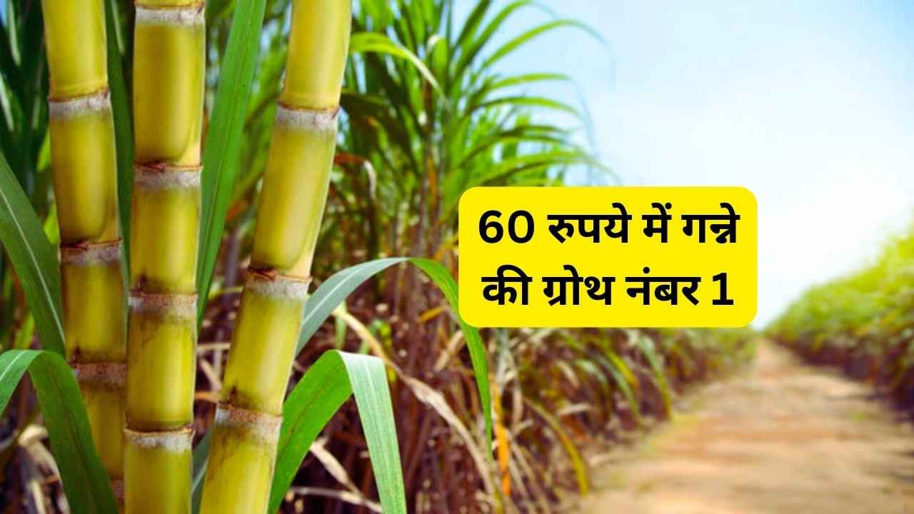 Sugarcane